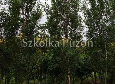 Betula pendula (brzoza brodawkowata) 'Fastigiata' 