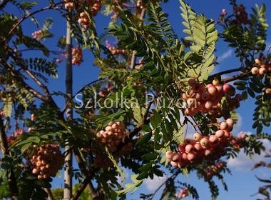 Sorbus aucuparia (jarząb pospolity) 'Pink Veil' 