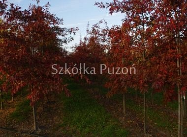 Quercus palustris (dąb błotny) (jesień) 