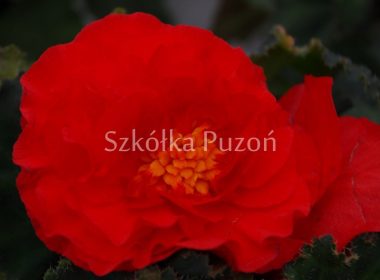 Begonia (begonia) 'Rosana Red'