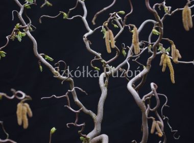 Corylus avellana (leszczyna pospolita) 'Contorta' (wiosna)