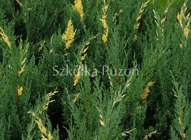 Juniperus chinensis (jałowiec chiński) 'Variegata'