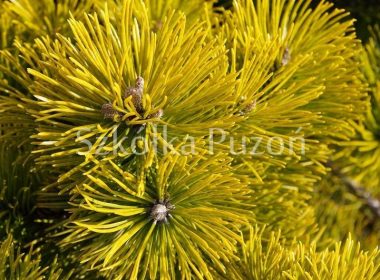 Pinus mugo (sosna górska) 'Winter Gold' (zima)