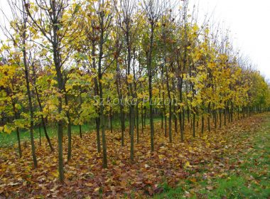 Acer platanoides (klon zwyczajny) (jesień)