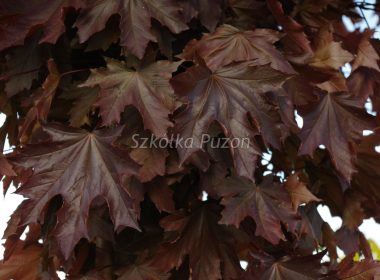 Acer platanoides (klon zwyczajny) ‚Crimson King’