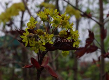 Acer platanoides (klon zwyczajny) ‚Crimson King’ (wiosna)
