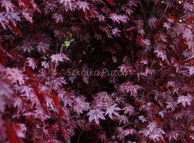 Acer platanoides (klon zwyczajny) ‚Crimson Sentry’