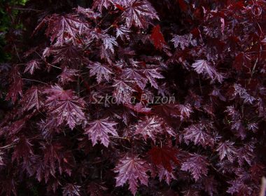 Acer platanoides (klon zwyczajny) ‚Crimson Sentry’
