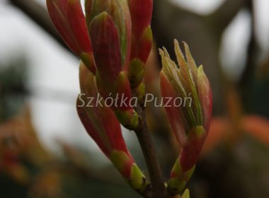 Acer pseudoplatanus (klon jawor) ‚Brilliantissimum’ (wiosna)