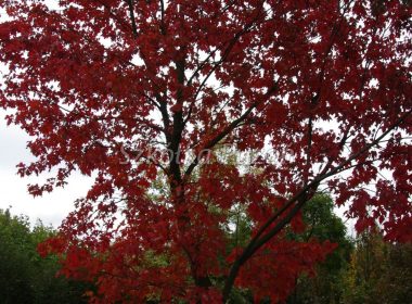 Acer rubrum (klon czerwony) ‚Red Sunset’ (jesień)