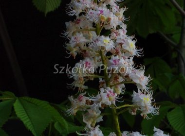 Aesculus hippocastanum (kasztanowiec biały) ‚Aurea’