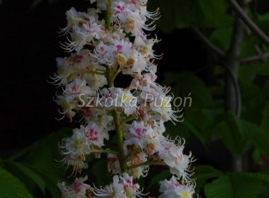 Aesculus hippocastanum (kasztanowiec biały) ‚Aurea’