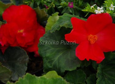 Begonia (begonia) 'Rosana Red'