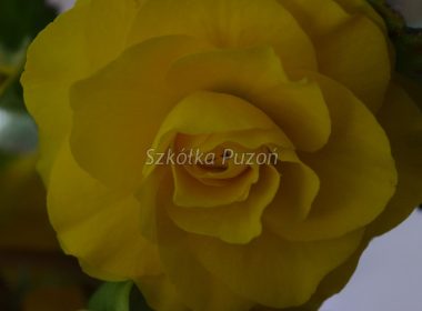 Begonia (begonia) tuberhybrida 'Nonstop Yellow'