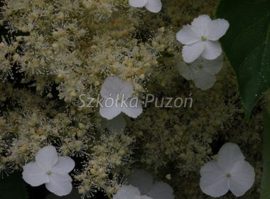 Hydrangea anomala subsp. petiolaris (hortensja pnąca)