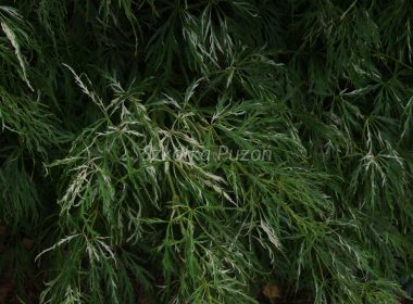 Acer palmatum (klon palmowy)