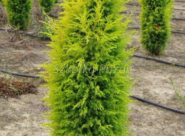 Juniperus communis (Jałowiec pospolity) ‚Gold Cone'