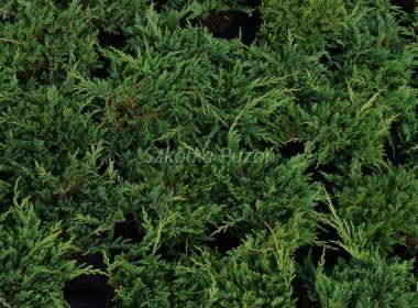 Juniperus horizontalis (jałowiec płożący) ‚Prince of Wales’