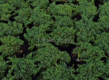 Juniperus procumbens (jałowiec rozesłany) ‚Nana’