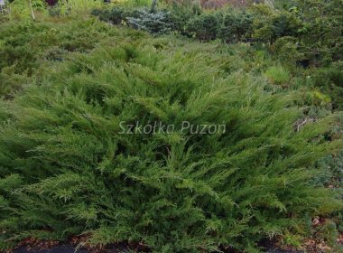 Juniperus sabina (jałowiec sabiński) ‚Mas’