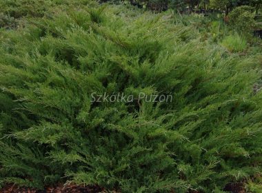 Juniperus sabina (jałowiec sabiński) ‚Mas’