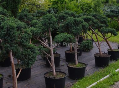 Juniperus squamata (jałowiec łuskowy) ‚Meyeri’ (formowany)