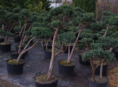 Juniperus squamata (jałowiec łuskowy) ‚Meyeri’ (formowany)