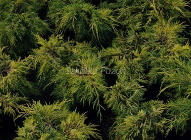 Juniperus x pfitzeriana (jałowiec Pfitzera) ‚Gold Star’