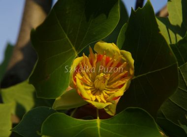 Liriodendron tulipifera (tulipanowiec amerykański)