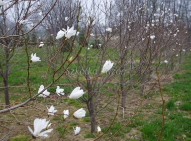 Magnolia kobus (magnolia japońska)