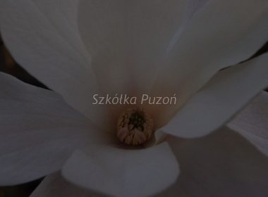 Magnolia (magnolia)