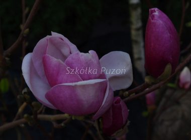 Magnolia x soulangeana (magnolia Soulange’a) ‚Alexandrina’