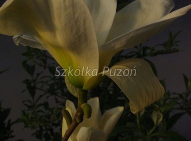 Magnolia ×brooklynensis (Magnolia brooklińska) 'Yellow Bird'