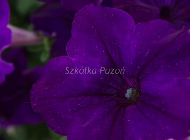 Petunia (Surfinia) hybrida Grandiflora