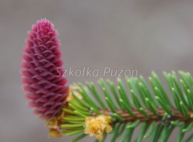 Picea abies (świerk pospolity) ‚Inversa’