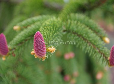 Picea abies (świerk pospolity) ‚Inversa’