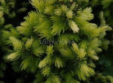 Picea glauca (Świerk biały) ‚Daisy’s White'