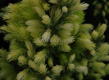 Picea glauca (Świerk biały) ‚Daisy’s White'