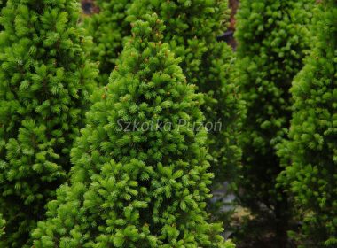 Picea glauca (świerk biały) ‚Conica’