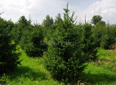 Picea omorika (świerk serbski)