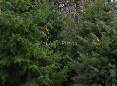 Picea omorika (świerk serbski) i Picea pungens (świerk kłujący) glauca