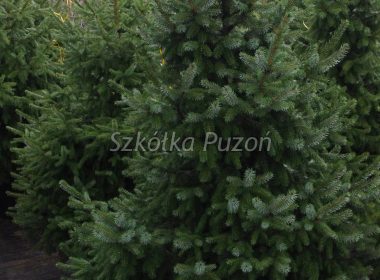 Picea omorika (świerk serbski)