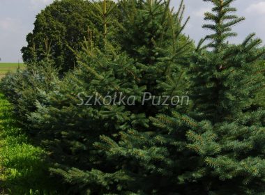 Picea pungens (świerk kłujący) glauca