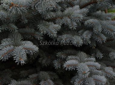 Picea pungens (świerk kłujący) ‚Glauca Globosa’
