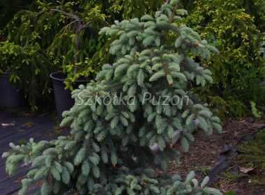 Picea pungens (świerk kłujący) ‚Glauca Pendula’