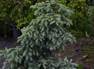 Picea pungens (świerk kłujący) ‚Glauca Pendula’