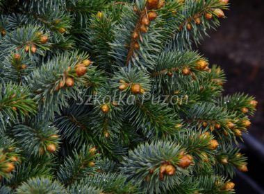 Picea sitchensis (Świerk sitkajski) 'Silberzwerg'