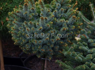 Picea sitchensis (Świerk sitkajski) 'Silberzwerg'