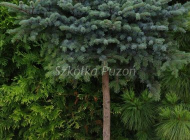 Picea x lutzii (Świerk czarny) 'Machala'