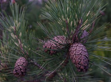 Pinus densiflora (Sosna gęstokwiatowa) ‚Oculus Draconis’